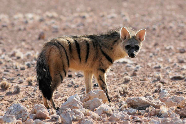 Aardwolf APCS10H Optima