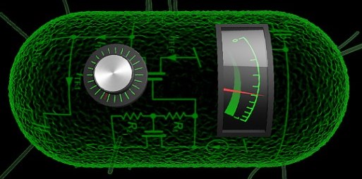 biological analog computers in cells